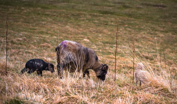 Glaumbaer Mai 2018 Chèvres Dans Ville Glaumbaer Islande — Photo