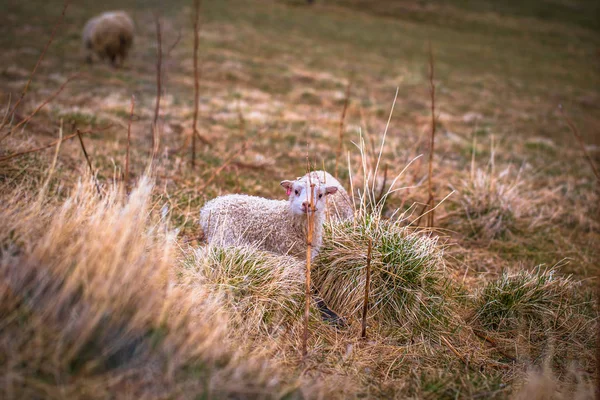 Glaumbaer Mayıs 2018 Bebek Keçi Glaumbaer Zlanda Kasabasında — Stok fotoğraf