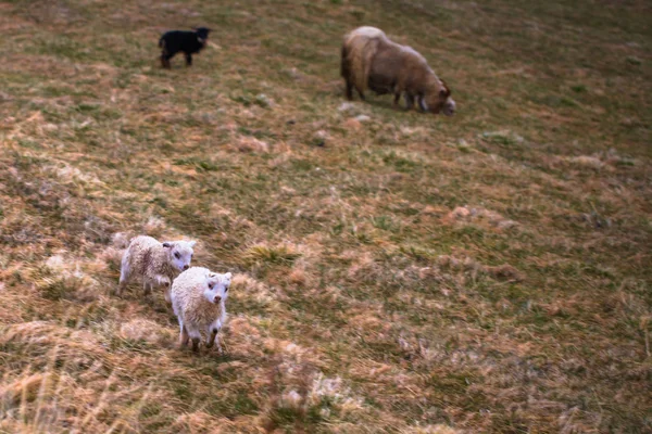 Glaumbaer Május 2018 Ban Baby Kecske Város Glaumbaer Izland — Stock Fotó