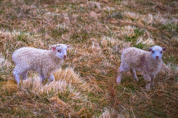 Glaumbaer Május 2018 Ban Baby Kecske Város Glaumbaer Izland — Stock Fotó