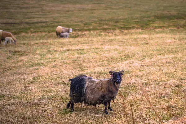 Glaumbaer Maio 2018 Cabras Cidade Glaumbaer Islândia — Fotografia de Stock