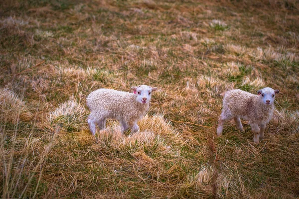 Glaumbaer May 2018 Baby Goats Town Glaumbaer Iceland — Stock Photo, Image