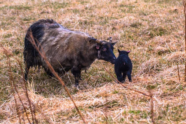 Glaumbaer Mayıs 2018 Glaumbaer Zlanda Kasabasında Keçi — Stok fotoğraf