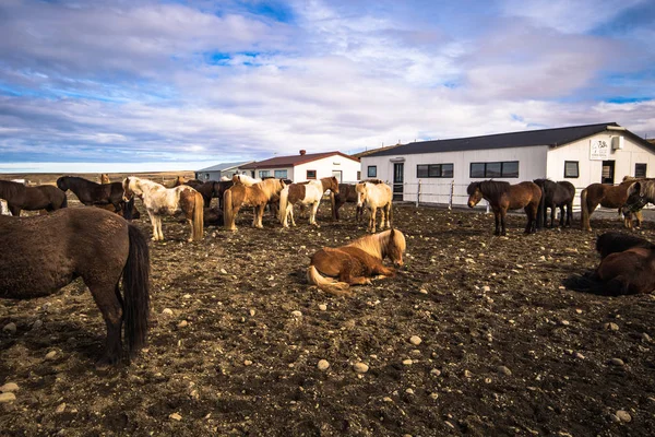Galsi 馬レンタル 2018 Galsi 馬レンタル アイスランドの農場のアイスランドの馬 — ストック写真