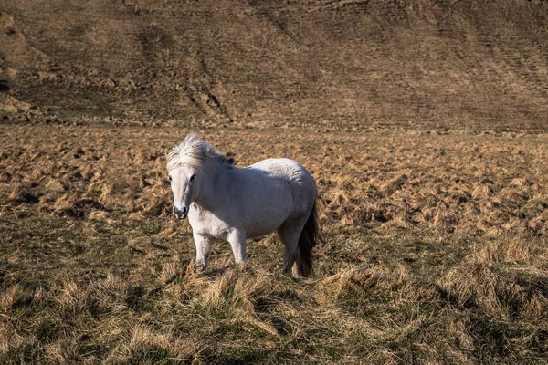Исландская Дикая Природа Мая 2018 Года Исландские Лошади Диком Ландшафте — стоковое фото