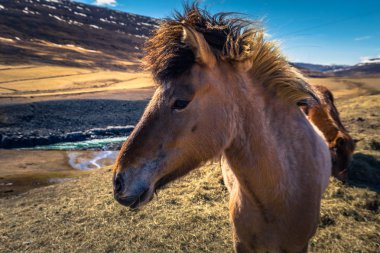 İzlanda vahşi - 06 Mayıs 2018: İzlanda'daki vahşi doğada İzlandalı atlar