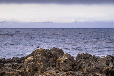 İzlanda vahşi - 08 Mayıs 2018: deniz kıyısında İzlanda vahşi doğada