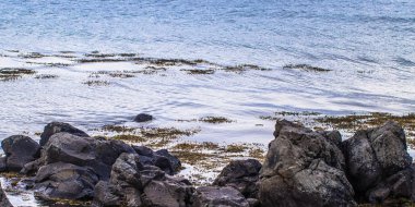 İzlanda vahşi - 08 Mayıs 2018: İzlanda vahşi doğada mühürler