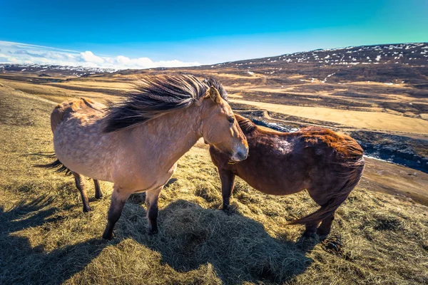 Icelandic Wilderness May 2018 Icelandic Horses Wilderness Iceland — Stock Photo, Image