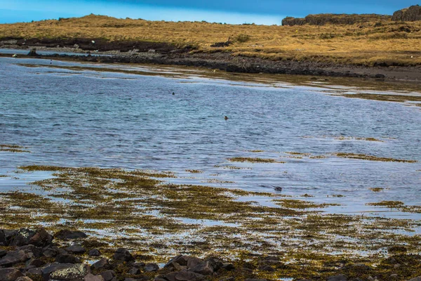 Icelandic Wilderness May 2018 Seals Wilderness Iceland — Stock Photo, Image