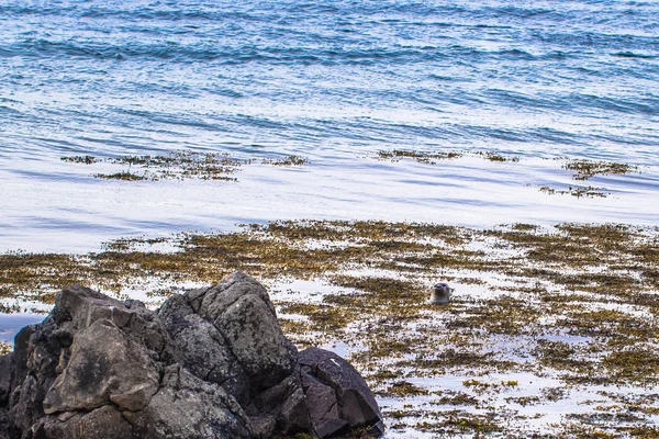 冰岛荒野 2018年5月08日 冰岛荒野中的海豹 — 图库照片