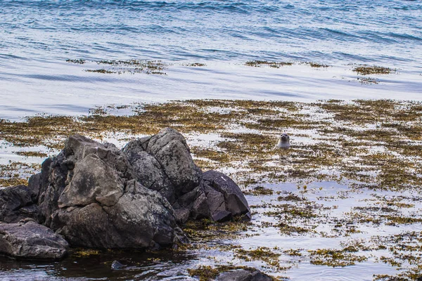 冰岛荒野 2018年5月08日 冰岛荒野中的海豹 — 图库照片