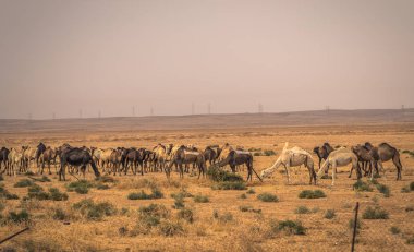 Ürdün - 01 Ekim 2018: Ürdün kırsalında yabani develer