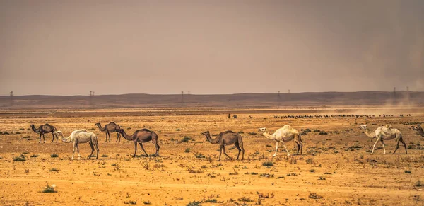 Jordania Października 2018 Dzikie Wielbłądy Wsi Jordanii — Zdjęcie stockowe