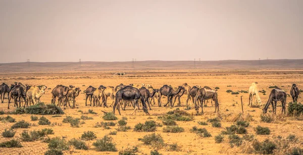 Jordania Octubre 2018 Camellos Salvajes Campo Jordania — Foto de Stock