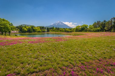 Motosu - 24 Mayıs 2019: Shiba-Sakura fes'ten görülen Fuji Dağı