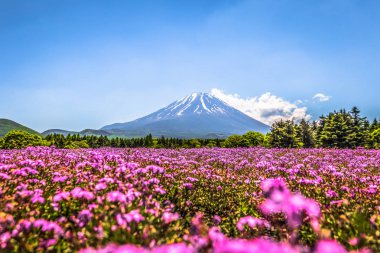 Motosu - 24 Mayıs 2019: Shiba-Sakura fes'ten görülen Fuji Dağı