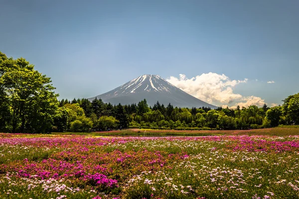 Motosu-24. květen 2019: Mount Fuji z Šiba-Sakura Fes — Stock fotografie