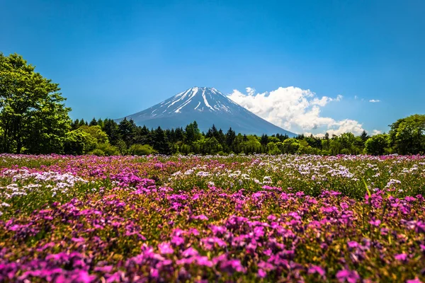 Motosu - May 24, 2019: Mount Fuji seen from the Shiba-Sakura fes — Stock Photo, Image