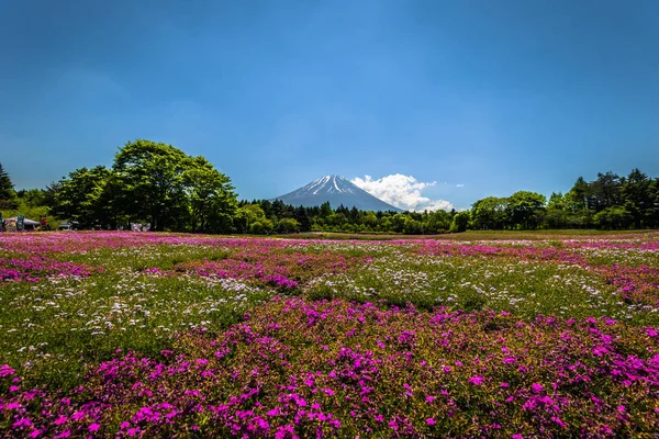 Motosu - May 24, 2019: Mount Fuji seen from the Shiba-Sakura fes — Stock Photo, Image