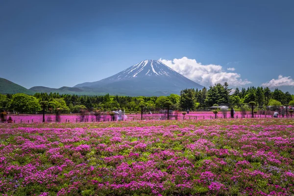 Motosu-május 24, 2019: Mount Fuji látható a Shiba-Sakura Fes — Stock Fotó
