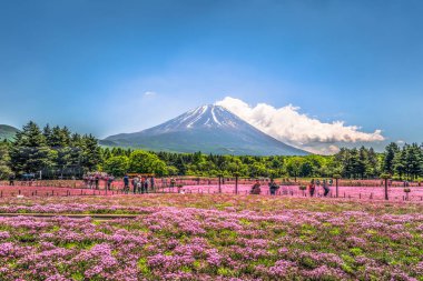 Motosu - 24 Mayıs 2019: Shiba-Sakura fes'ten görülen Fuji Dağı