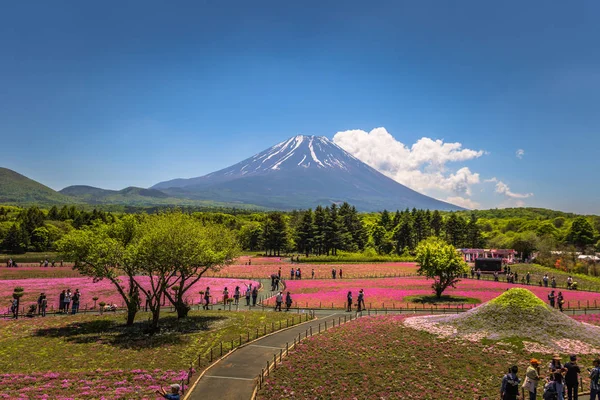 Motosu-május 24, 2019: Mount Fuji látható a Shiba-Sakura Fes — Stock Fotó