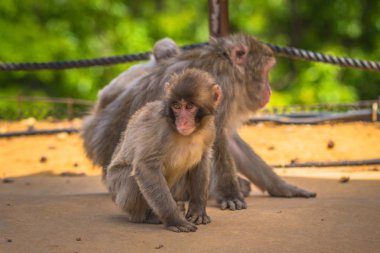 Kyoto - 30 Mayıs 2019: Arashiyama Maymunu'nda Japon Makaklar