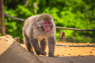 Kyoto - 30 Mayıs 2019: Arashiyama Maymunu'nda Japon Makak 