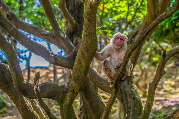 Kyoto - 30 de maio de 2019: Macaco Japonês no Macaco Arashiyama — Fotografia de Stock