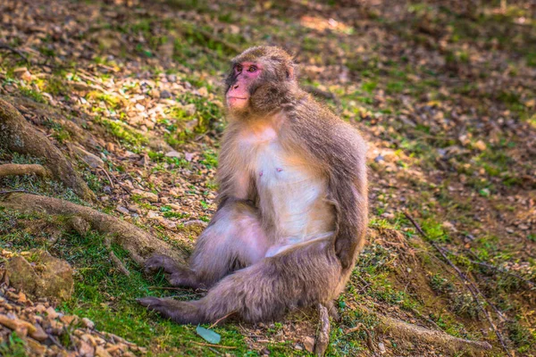 교토 - 2019년 5월 30일: 아라시야마 원숭이의 일본 마카크 — 스톡 사진