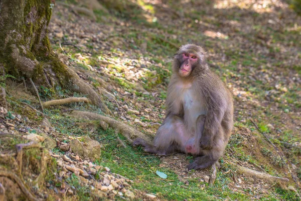 Kioto - 30 de mayo de 2019: Macaco japonés en el mono Arashiyama — Foto de Stock