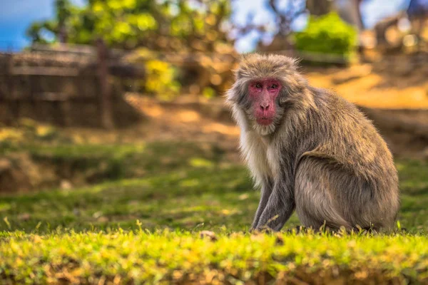 Kyoto - 30 mai 2019 : Macaque japonais chez le singe d'Arashiyama — Photo