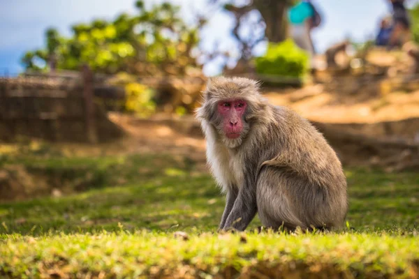 Kyoto - 30 mai 2019 : Macaque japonais chez le singe d'Arashiyama — Photo