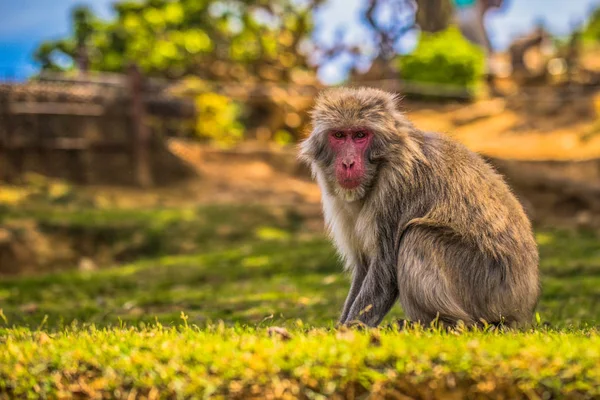 Kyoto-30 mei 2019: Japanse makaak in de Arashiyama-aap — Stockfoto