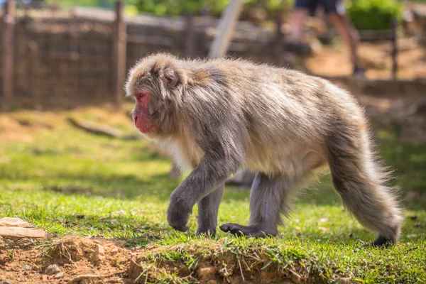 Киото - 30 мая 2019 года: Японский макак на обезьяне Арашияма — стоковое фото