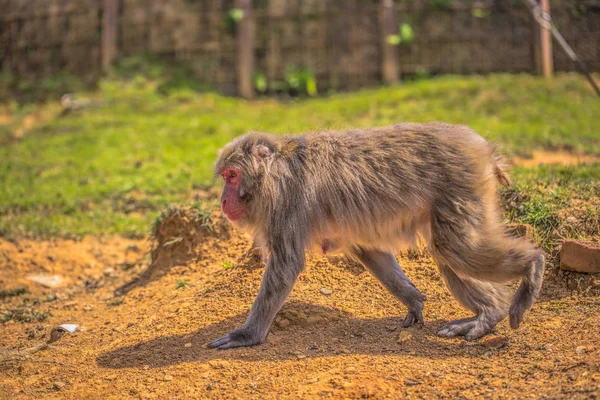 Kyoto - 30 mai 2019 : Macaque japonais chez le singe d'Arashiyama — Photo
