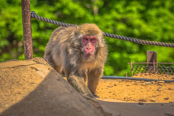 Kyoto-30 mei 2019: Japanse makaak in de Arashiyama-aap — Stockfoto