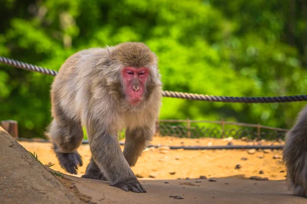 Kyoto-30 mei 2019: Japanse makaak in de Arashiyama-aap — Stockfoto
