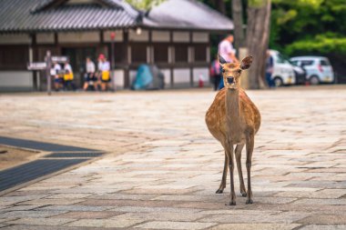 Nara - 31 Mayıs 2019: Nara geyik parkında geyik, Nara, Japonya