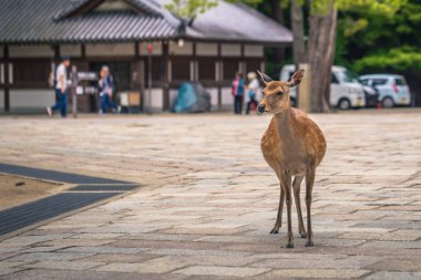 Nara - 31 Mayıs 2019: Nara geyik parkında geyik, Nara, Japonya