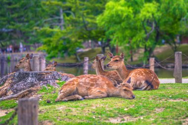 Nara - 31 Mayıs 2019: Nara geyik parkında geyik, Nara, Japonya