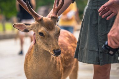 Nara - 31 Mayıs 2019: Nara geyik parkı, Nara turistlerle geyik,
