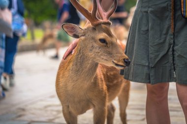 Nara - 31 Mayıs 2019: Nara geyik parkı, Nara turistlerle geyik,