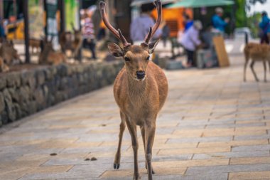 Nara - 31 Mayıs 2019: Nara geyik parkında geyik, Nara, Japonya