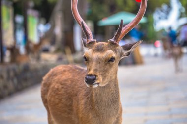 Nara - 31 Mayıs 2019: Nara geyik parkında geyik, Nara, Japonya