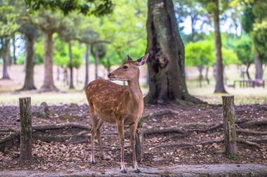 Nara - 31 Mayıs 2019: Nara geyik parkında geyik, Nara, Japonya