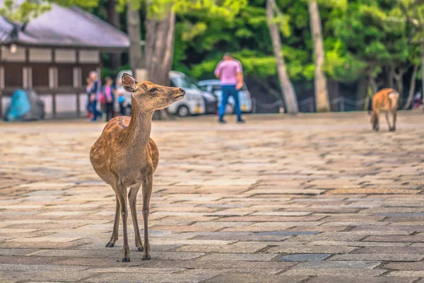 Nara - 31 de mayo de 2019: Ciervo en el parque de ciervos de Nara, Nara, Japón — Foto de Stock