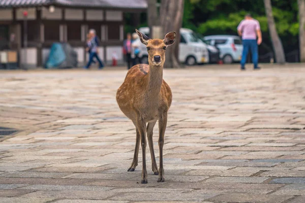 Nara-květen 31, 2019: jelen v Nara jelenském parku, Nara, Japonsko — Stock fotografie