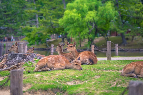 Nara - May 31, 2019: Deer in Nara deer park, Nara, Japan — Stock Photo, Image